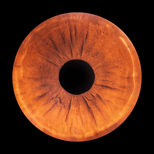 Free Detailed macro shot of a human eye's brown iris showing intricate patterns. Stock Photo